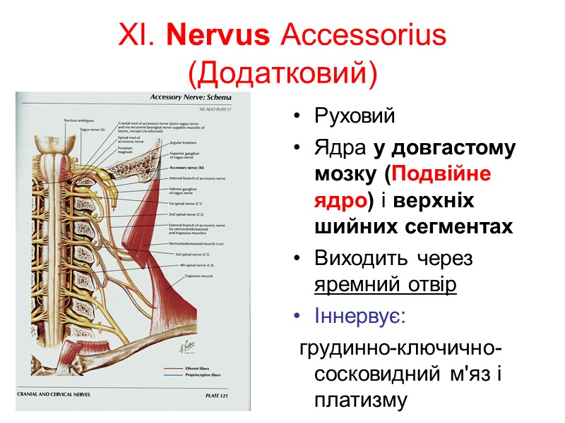 XI. Nervus Accessorius (Додатковий) Руховий Ядра у довгастому мозку (Подвійне ядро) і верхніх шийних